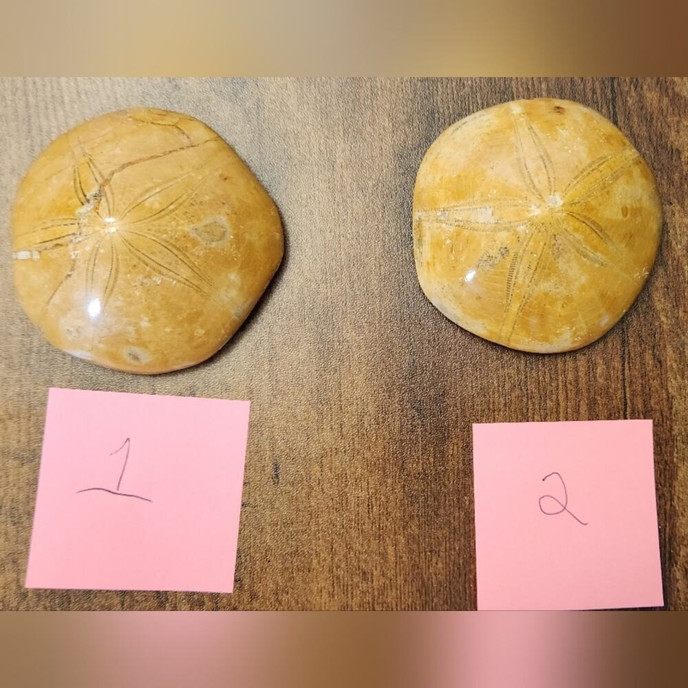 Fossil Sand Dollar – Yellow/Golden Echinoid Fossil – Choice of #1 or #2